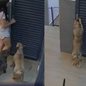 Cachorrinha brincalhona tranca dona no quarto por horas; veja vídeo - Imagem: Reprodução/TikTok