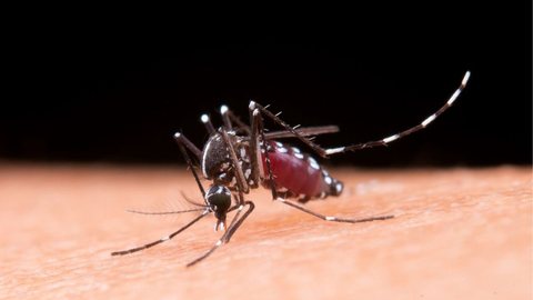 ALERTA: dengue é considerada epidemia em todos os bairros de São Paulo - Imagem: reprodução / Freepik