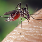 Aedes Aegypti - Imagem: Reprodução / Pixaby