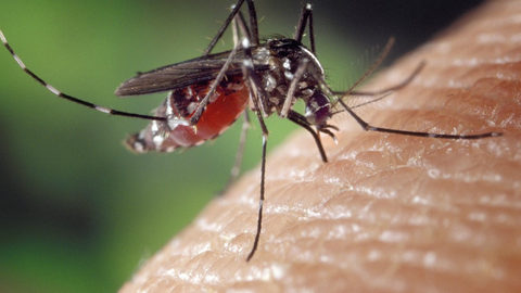 Aedes Aegypti - Imagem: Reprodução / Pixaby