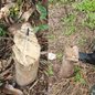 Homem leva multa de R$ 4,8 mil após derrubar 16 árvores no interior de SP - Imagem: Reprodução/Polícia Militar Ambiental