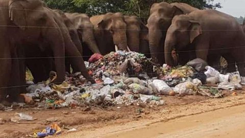 Elefantes morrem após comer lixo plástico em aterro no Sri Lanka