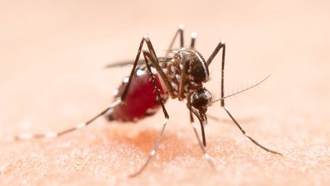 Cidades de SP são condenadas a pagar R$ 300 mil por morte de criança com dengue - Imagem: Reprodução/Freepik