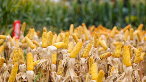 Produção agrícola atinge patamar histórico, mas estimativas indicam desaceleração em 2026 - Imagem: Roberto Zacarias