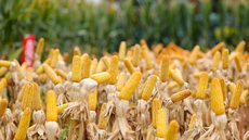 Produção agrícola atinge patamar histórico, mas estimativas indicam desaceleração em 2026 - Imagem: Roberto Zacarias