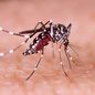 O governo de São Paulo realiza seminário online para capacitar profissionais sobre diagnóstico diferencial entre febre amarela e dengue - Imagem: Reprodução