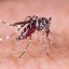 O governo de São Paulo realiza seminário online para capacitar profissionais sobre diagnóstico diferencial entre febre amarela e dengue - Imagem: Reprodução