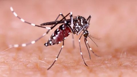 O governo de São Paulo realiza seminário online para capacitar profissionais sobre diagnóstico diferencial entre febre amarela e dengue - Imagem: Reprodução