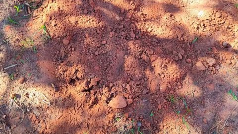 O casal enfrenta acusações de ocultação de cadáver, enquanto as autoridades buscam determinar se o recém-nascido nasceu com vida - Imagem: Divulgação/Polícia Civil