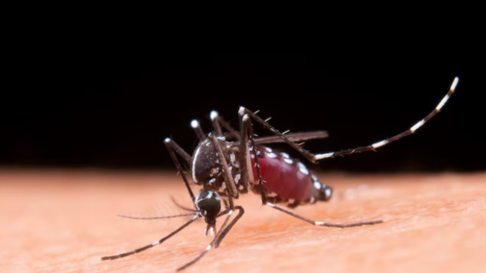 Dengue: Brasil registra mais de 2 milhões de casos com 682 mortes confirmadas - Imagem: reprodução freepik