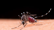 Dengue: Brasil registra mais de 2 milhões de casos com 682 mortes confirmadas - Imagem: reprodução freepik
