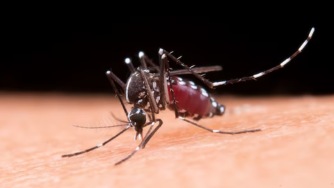 Casos de dengue aumentam em SP durante a onda de calor. - Imagem: reprodução freepik