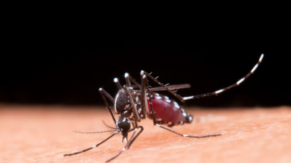 Dengue: capital de SP decreta estado de emergência para a doença - Imagem: reprodução freepik