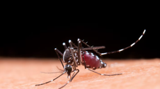 Dengue: capital de SP decreta estado de emergência para a doença - Imagem: reprodução freepik