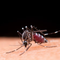 SP: cidade registra 39 mortes por dengue de janeiro a abril - Imagem: reprodução freepik