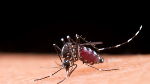 SP: cidade registra 39 mortes por dengue de janeiro a abril - Imagem: reprodução freepik