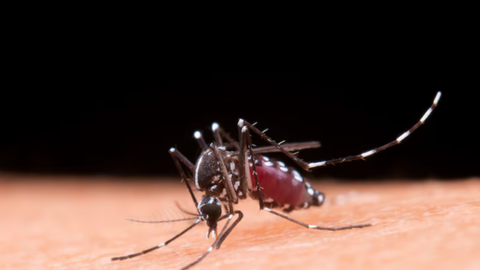 SP: estado ultrapassa  200 mil casos de dengue e chega a 62 mortes - Imagem: reprodução freepik