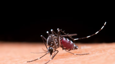 SP: estado ultrapassa  200 mil casos de dengue e chega a 62 mortes - Imagem: reprodução freepik