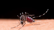 Estado de SP registra 51 mortes por dengue - Imagem: reprodução freepik