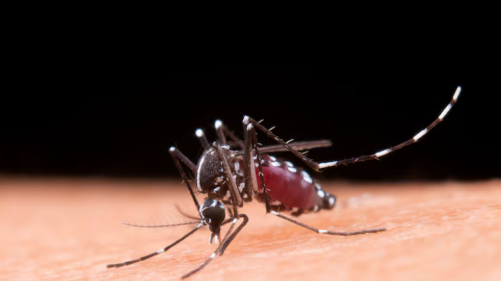 SP: número de mortes por dengue em cresce 25% em uma semana - Imagem: reprodução freepik