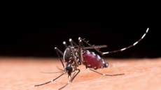 SP: número de mortes por dengue em cresce 25% em uma semana - Imagem: reprodução freepik
