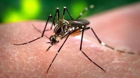Combate ao Aedes aegypti é principal forma de prevenir casos de dengue. - Imagem: Divulgação/ Ministério da Saúde.