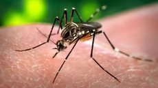 Combate ao Aedes aegypti é principal forma de prevenir casos de dengue. - Imagem: Divulgação/ Ministério da Saúde.