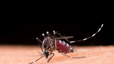 Paraíba registra  7.757 casos suspeitos de dengue, chikungunya e zika - Imagem: Reprodução Freepik