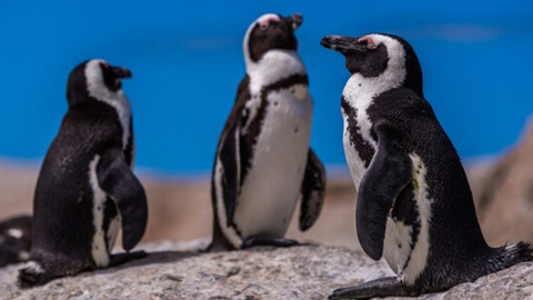 Pinguins resgatados no litoral de SP são devolvidos ao mar após reabilitação - Imagem: Reprodução Freepik