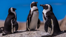 Pinguins resgatados no litoral de SP são devolvidos ao mar após reabilitação - Imagem: Reprodução Freepik