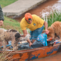 Saiba como ajudar ONGs que resgatam animais nas enchentes do RS - Imagem: reprodução /Twitter@governo_rs