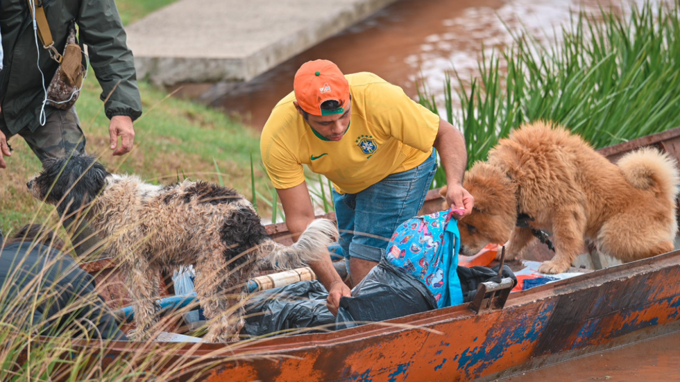 Saiba como ajudar ONGs que resgatam animais nas enchentes do RS