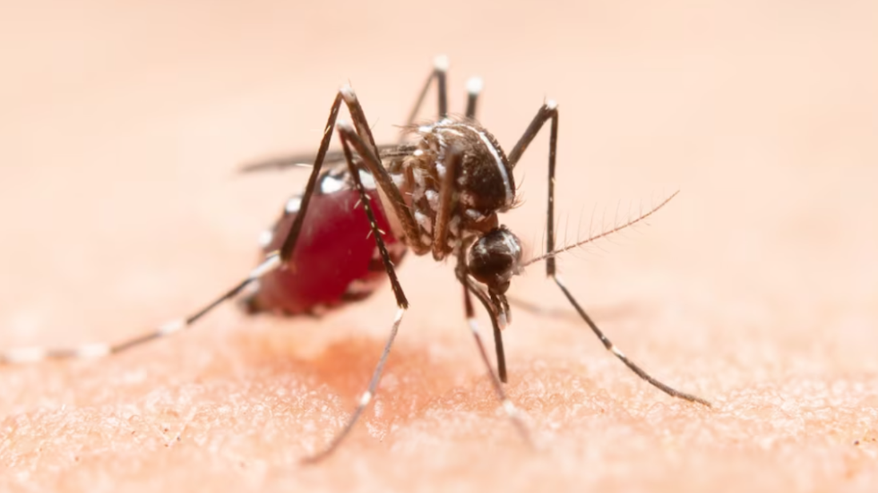 SP: mais de 100 mil casos de dengue são confirmados no estado - Imagem: reprodução freepik