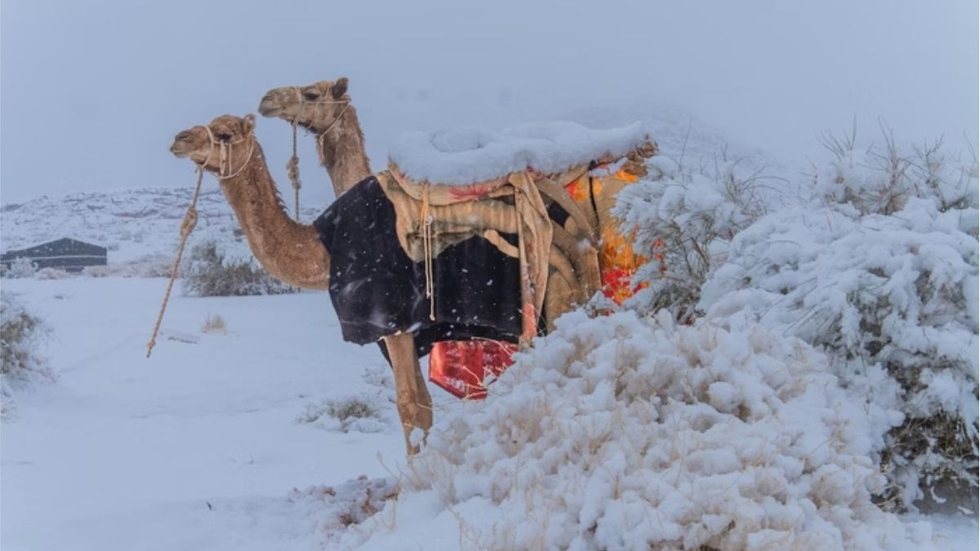 A região de Al-Jawf, conhecida pelo calor extremo, surpreende moradores e visitantes com sua primeira cobertura de neve na história - Imagem: Reprodução | Redes Sociais / Metrópoles