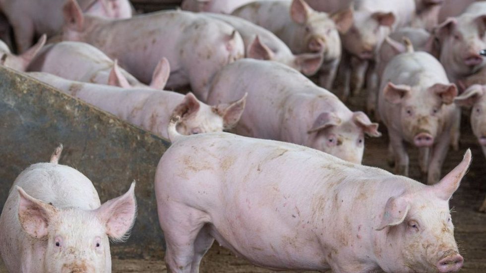 Abate de suínos bate recorde no segundo trimestre, diz IBGE - Imagem:reprodução grupo bom dia