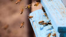 Homem é picado por abelhas e morre - Imagem: Freepik.com
