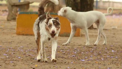 Capital paulista reúne centenas de animais à espera de novos lares. - Imagem: Reprodução/Agência Brasil.