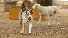 Capital paulista reúne centenas de animais à espera de novos lares. - Imagem: Reprodução/Agência Brasil.