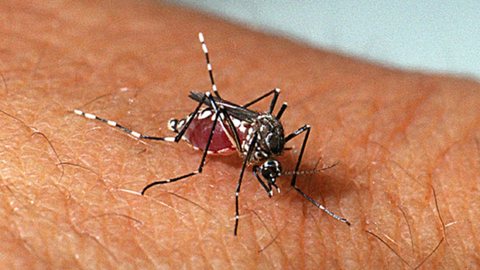 Aedes aegypti - Imagem: Reprodução | Genilton Vieira / IOC