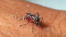 Aedes aegypti - Imagem: Reprodução | Genilton Vieira / IOC