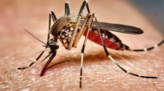 Aedes aegypti, o mosquito vector de doenças graves, como dengue, febre amarela, zika vírus e chikungunya