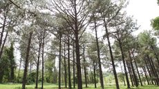 A decisão judicial reforça a proteção de áreas de pesquisa e conservação, destacando os riscos ambientais da obra - Imagem: Reprodução / Semil / G1