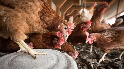 Apesar do fim do surto, 15 países ainda mantêm restrições às importações de carne de frango do Brasil - Imagem: Reprodução / Pixabay