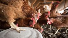 Apesar do fim do surto, 15 países ainda mantêm restrições às importações de carne de frango do Brasil - Imagem: Reprodução / Pixabay