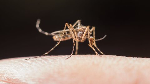 Alerta! Cidade de São Paulo tem a primeira morte de dengue confirmada em 2024 - Imagem: Reprodução/Freepik