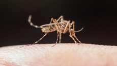 Alerta! Cidade de São Paulo tem a primeira morte de dengue confirmada em 2024 - Imagem: Reprodução/Freepik