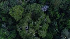 Os dados do Projeto de Desmatamento e Monitoramento do Inpe mostram uma queda de 74% na Amazônia e 62% no Cerrado - Imagem: Reprodução / TV Brasil / Agência Brasil