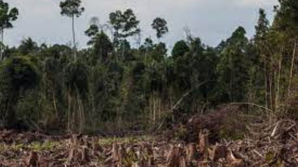 Amazonia - Imagem: reprodução grupo bom dia