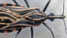 Inseto triatomíneo, popularmente chamado de barbeiro - Imagem: Divulgação / Fundação Oswaldo Cruz