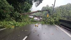 Rodovia Anchieta parada após árvore cair sobre rede elétrica em Cubatão. - Imagem: Reprodução/Defesa Civil de São Paulo.